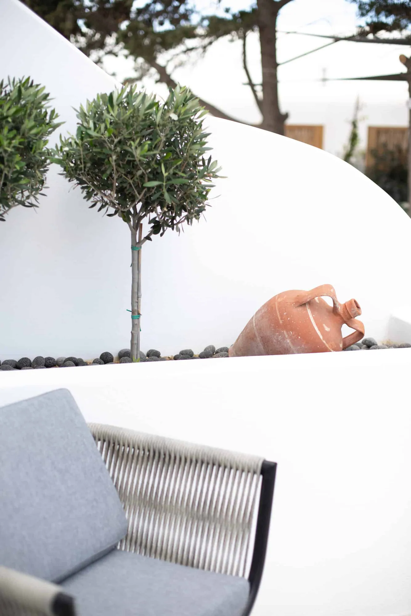 Olive tree in a terracotta pot by the patio